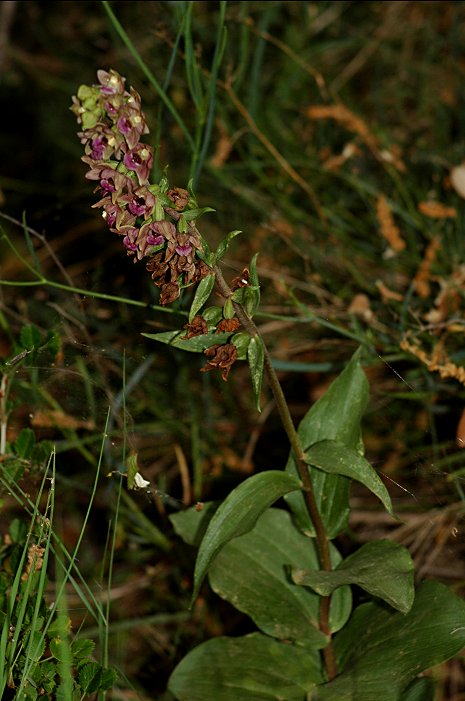 Epipactis helleborine subsp. tremolsii